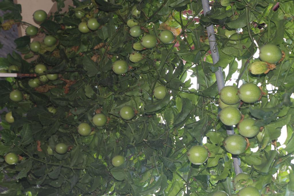 乌布 努尔旅馆酒店 外观 照片